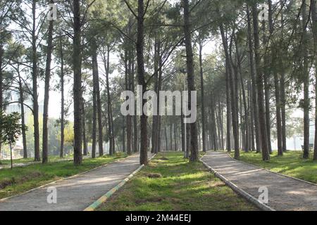 Passerella circondata da alberi Foto Stock