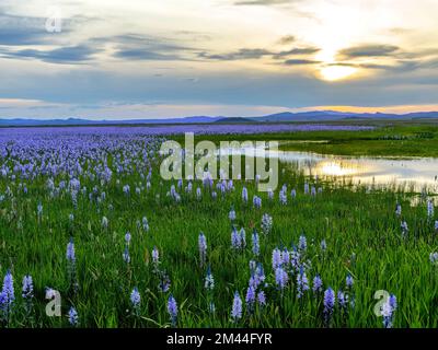 Palude piena di fiori selvatici e riflesso delle nuvole al tramonto Foto Stock