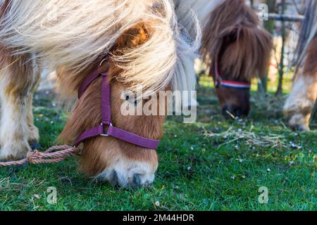 Cavallo pony mangia erba nel prato. Ritratto di cavallo. Foto Stock