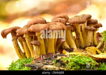 Gruppo di abitanti del legno parassita armillaria comune solidifica (Armillaria ostoyae) su un ceppo di albero in foresta mista di faggio, Hunsrueck Foto Stock