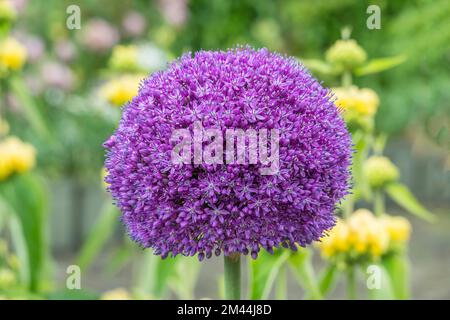 Porro ornamentale (Allium sp.), fioriere, Muensterland, Renania settentrionale-Vestfalia Foto Stock