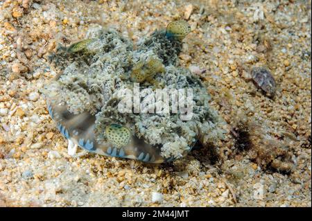 Meduse di mangrovie (Cassiopeia andromeda) sdraiate capovolte su fondali sabbiosi, Mare delle Filippine, Indo-Pacifico, Bohol, Visaya, Filippine Foto Stock