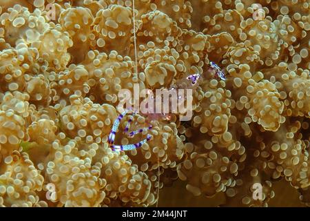 Primo piano di gamberetti Holthuis gamberetti partner Anemone (Ancylomenes holthuisi) (Periclimenes holthuisi) seduti sull'anemone marino (Euphyllia pardivisa) Foto Stock