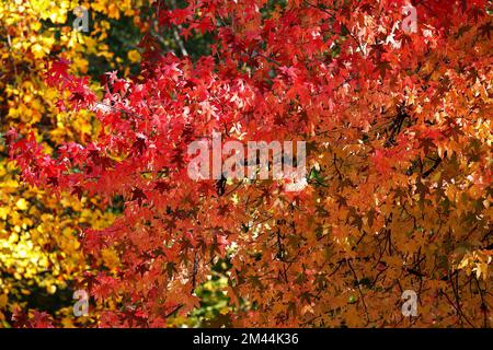 La dolcifica americana (Liquidambar styraciflua) lascia nel colore autunnale, Germania Foto Stock