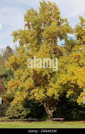 Albero di tulipfera (Liriodendron tulipifera) foglie di colore autunnale, Germania Foto Stock