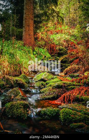 Lunga esposizione del fiume 'Weisse Sehma' in una foresta di abeti con felci rosse sulla riva del fiume e pietre ricoperte di muschio nel letto del fiume, in ore Foto Stock