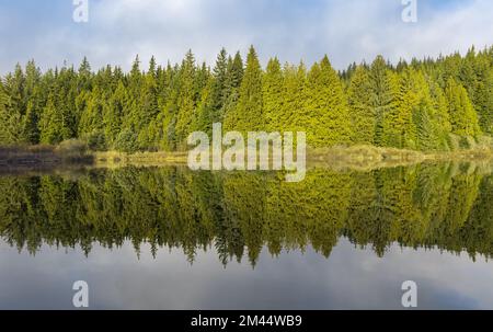 Mattina d'estate nella foresta con lago, la riflessione della foresta e la nebbia sulla superficie dell'acqua. Il paesaggio tranquillo con la foresta estiva si riflette nel wate Foto Stock