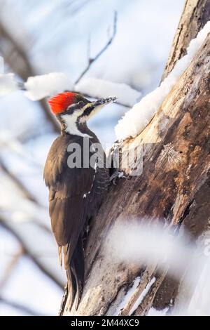 Picchio pileated (Dryocopus pileatus) in inverno Foto Stock