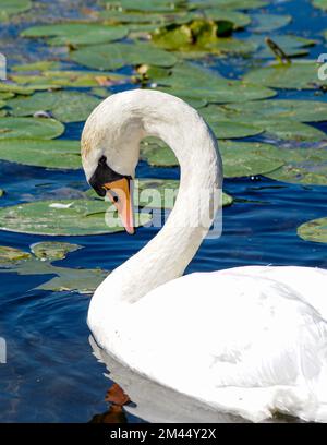 Primo piano di un nuoto di cigno nel lago Foto Stock