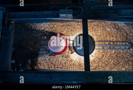 Pulcini giovani all'interno di una gabbia di pollo con una lampada a caldo, biancheria da letto per radere il legno, cibo e acqua Foto Stock