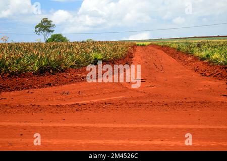 Un incrocio di strade sterrate mostra argilla rossa per il suolo ossidato in una piantagione di ananas alle Hawaii Foto Stock