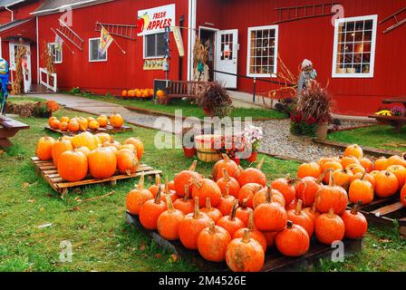Zucche e decorazioni autunnali sono in vendita presso un venditore di strada in Vermont Foto Stock