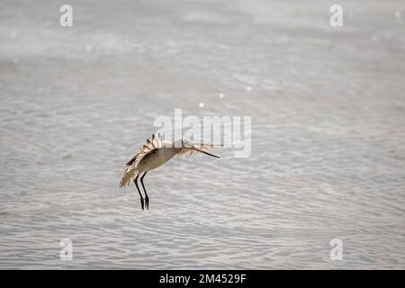 Un unico Godwit dalla coda da bar scivola elegantemente per atterrare sui suoi terreni di alimentazione sulla Cairns Esplanade nel far North Queensland in Australia. Foto Stock