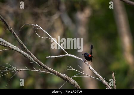 Un singolo maschio Red-Backed Fairywren arroccato su un ramo di albero morto che picchia il suo territorio a Cattana Wetlands, Cairns, QLD in Australia. Foto Stock