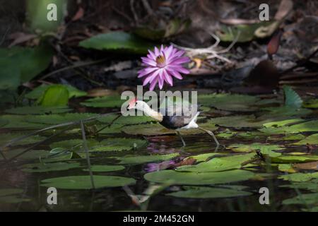 Una bellissima jacana con crestate a pettine e fiori di lilly, camminando su giglio a caccia di insetti nelle zone umide di Cattana, Queensland, Australia. Foto Stock