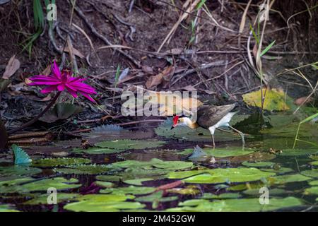 Una bellissima jacana con crestate a pettine e fiori di lilly, camminando su giglio a caccia di insetti nelle zone umide di Cattana, Queensland, Australia. Foto Stock