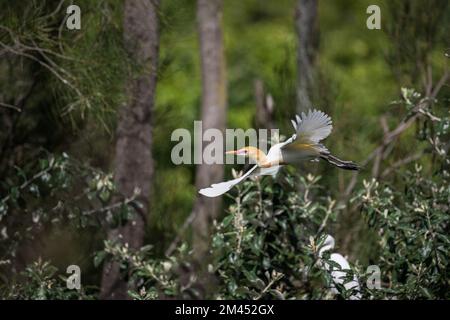 Un singolo Egret bovino in colori di allevamento prende volo attraverso la riserva naturale di Macintosh Park a Surfers Paradise, S.E. Queensland, Australia. Foto Stock