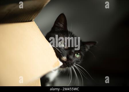 Gatto e scatola. Animali domestici a casa. Cat ama la scatola di cartone. Animali domestici al mattino. Lana nera. Foto Stock