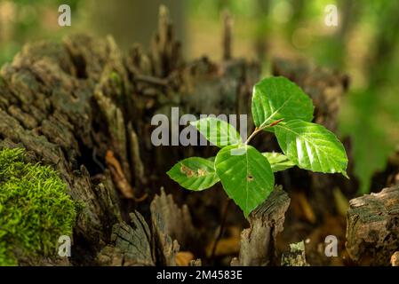 Un giovane faggio che si insaputa con foglie verdi fresche cresce in un ceppo morto di un vecchio albero Foto Stock