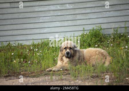 Cane pastore caucasico. Il cane senza casa si trova sull'asfalto. Grande faccia gentile. Foto Stock