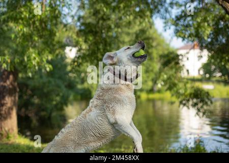 Il cane salta per la palla. Labrador in estate. Giochi di animali. Il cane è in movimento. Foto Stock