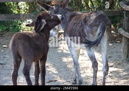 Un Mule (Equus muus) accanto al suo nemico in una fattoria in una giornata di sole, vista posteriore Foto Stock