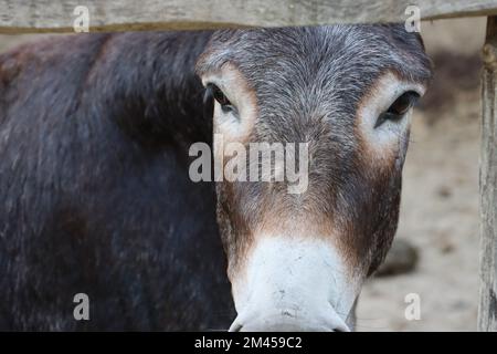 Un primo piano di un Mule's Face (Equus mulus) che guarda avanti attraverso la recinzione di legno in una fattoria Foto Stock