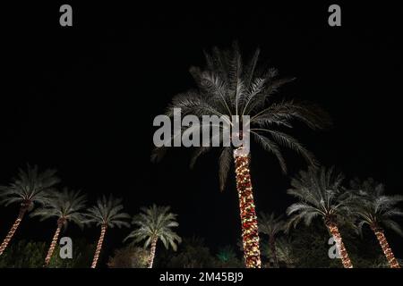 Una palma è decorata con la luce di Natale durante la stagione di festa Foto Stock