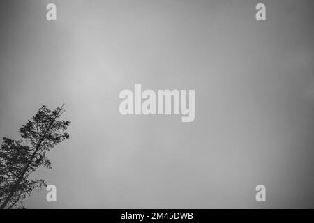 Un angolo basso di un cielo nuvoloso sopra un albero solitario girato in scala di grigi Foto Stock