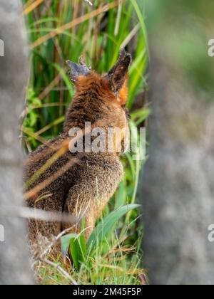 Animale nativo australiano, palude o Wallaby nero. Marsupiale, nella macchia della spiaggia al promontorio, Australia Foto Stock