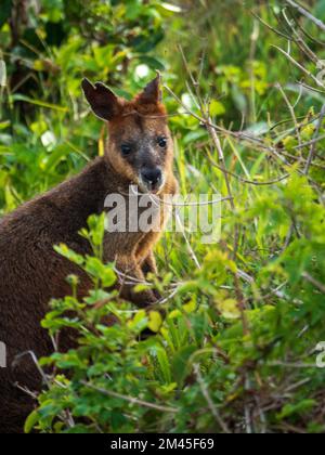 Animale nativo australiano, palude o Wallaby nero. Marsupiale, nella macchia della spiaggia al promontorio, Australia Foto Stock