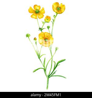 Giallo fiore selvatico buttercup fioritura ramo acquerello illustrazione isolato su bianco Foto Stock