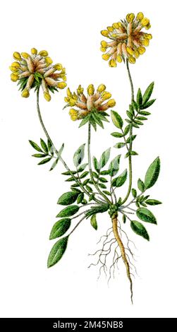 Kidneyvecch comune, vetch rene, woundwort Anthyllis Vulneraria, (botany book, 1900), Wundklee Foto Stock