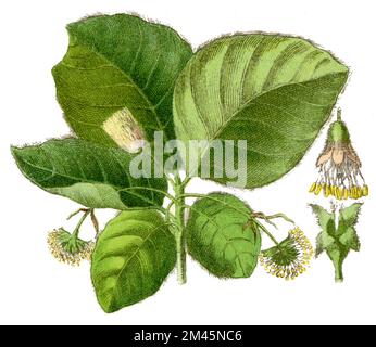 Faggio Fagus sylvatica, (libro di botanica, 1900), Buche Foto Stock