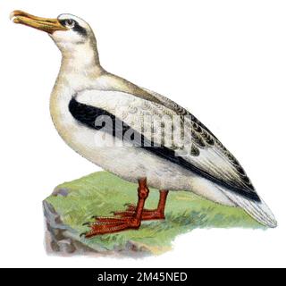 Vagare Albatross Diomedea exulans, (libro zoologico, 1913), Wanderalbatros Foto Stock