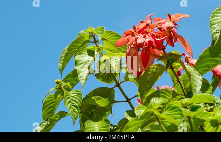 Fioritura di fiori rossi di Mussaenda eritrophylla o Ashanti sangue in India Foto Stock