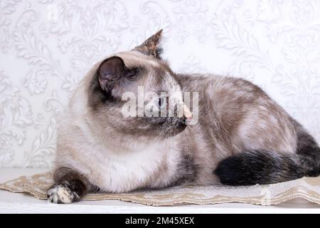 Un gatto grigio si trova su un tappeto grigio soffice da vicino Foto Stock