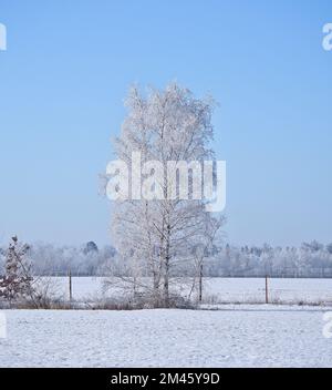 Betulla innevata su un campo di vigne. La brina forma cristalli di ghiaccio sui rami. Aria fredda chiara e raggi di sole mentre camminate. Foto Stock