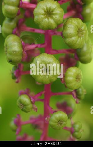 Un primo piano della pianta di Phytolacca americana in crescita su sfondo sfocato Foto Stock