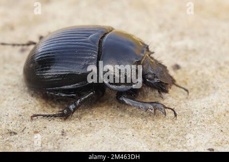 Un primo piano di un scarabeo di Minotauro con un corpo lucido, sul terreno sabbioso Foto Stock