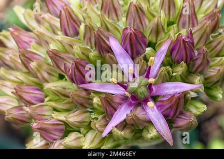Cipolla ornamentale (Allium schubertii). Amaryllidaceae. Bulbo ornamentale, fiore viola. Foto Stock