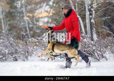 La ragazza gioca con un cane in inverno, allenando un animale domestico. Strada invernale innevata. Messa a fuoco selettiva Foto Stock