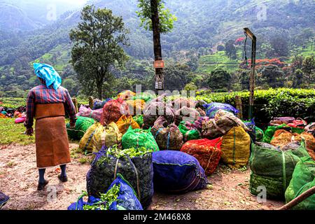 Foglie di tè impaccate, Munnar, distretto di Idukki, Kerala, India Foto Stock