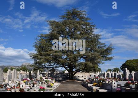 Cedro gigante, cedro Atlante, Cedrus atlantica, isolato al bivio dei sentieri nel Passons Cemetery Aubagne France Foto Stock