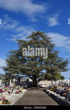 Cedro gigante, cedro Atlante, Cedrus atlantica, isolato al bivio dei sentieri nel Passons Cemetery Aubagne France Foto Stock