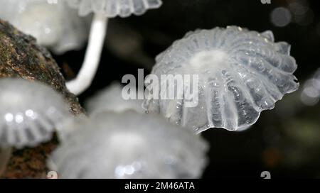 Funghi selvatici, Bacino del fiume Napo, Amazonia, Ecuador, America del Sud, America Foto Stock