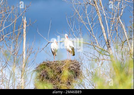 Coppia di cicogne bianche (Ciconia ciconia) in piedi nel loro nido visto da dietro un albero Foto Stock