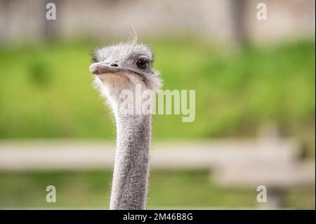 Ritratto di uno struzzo (Struthio camelus) in profilo guardando avanti Foto Stock