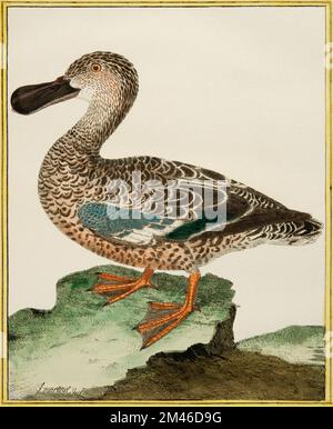 Femmina dell'anatra Shoveler: Targa illuminata dalla storia naturale degli uccelli di Georges Louis Leclerc, conte di Buffon, circa 17777 Foto Stock