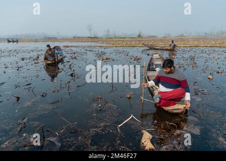 Srinagar, India. 19th Dec, 2022. I contadini di Kashmiri raccolgono il loto che proviene dal lago di dal durante una giornata fredda. Il gambo di loto, localmente conosciuto come " Nadur" è cresciuto in diversi corpi idrici attraverso il Kashmir, principalmente nel lago dal, nel lago Nigeen, nel lago Anchar e nel lago Manasbal. Il gambo di loto (Nadru) è una delle verdure in Kashmir. Credit: SOPA Images Limited/Alamy Live News Foto Stock